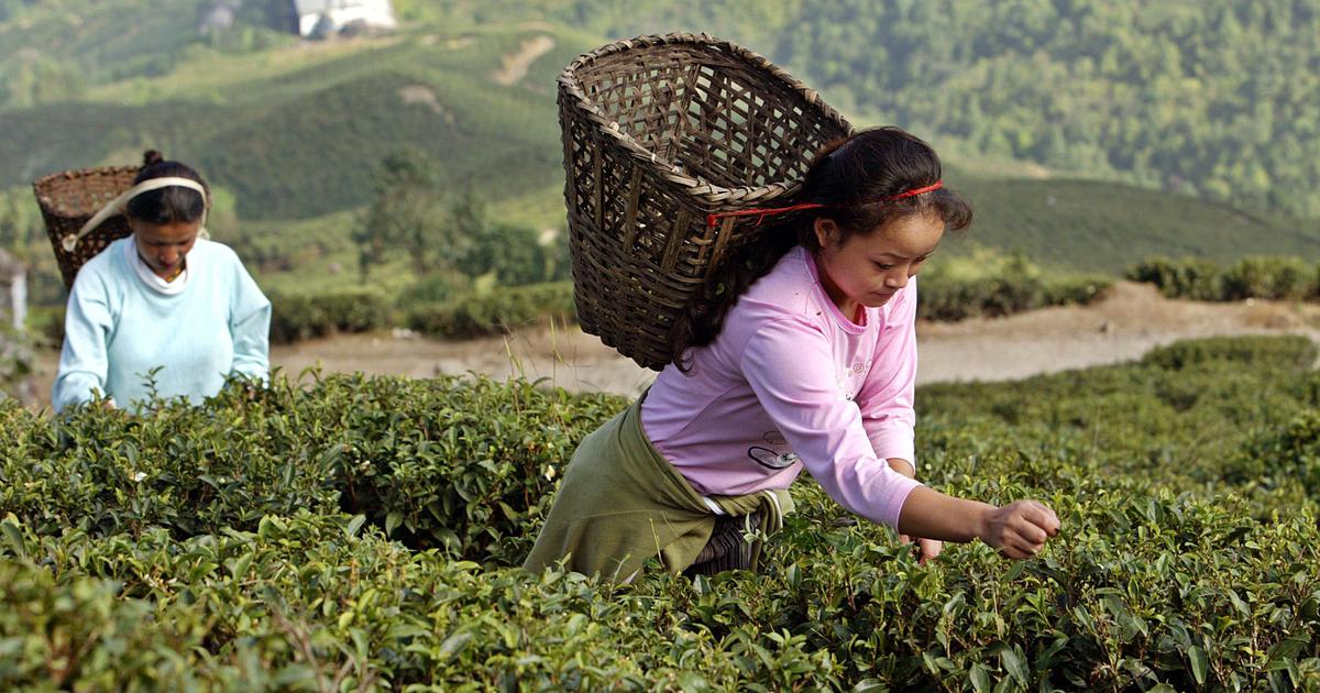 Tea Production in India