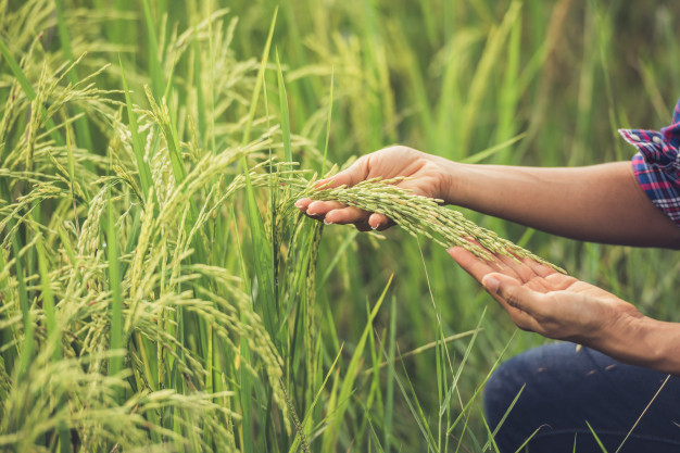 How is rice grown?